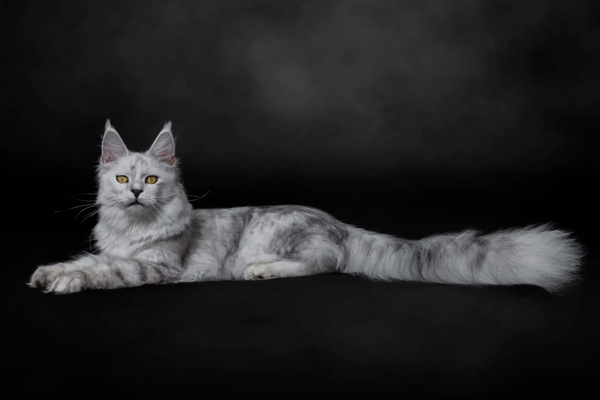 Bay Area Maine Coon Kittens – Big, Beautiful &amp; Friendly