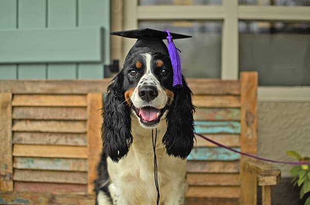 Nosework for Dogs: Unlock Your Pet’s Hidden Senses