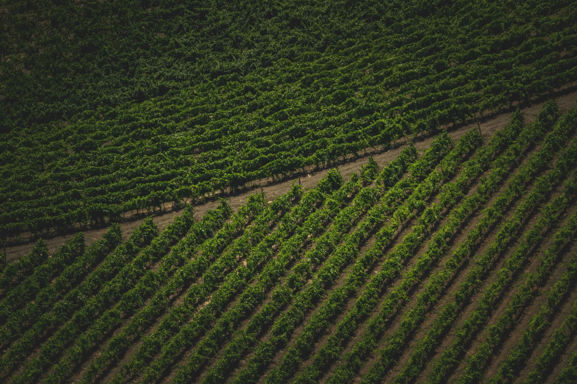 Your Guide to Choosing the Right Winery Sacramento Experience
