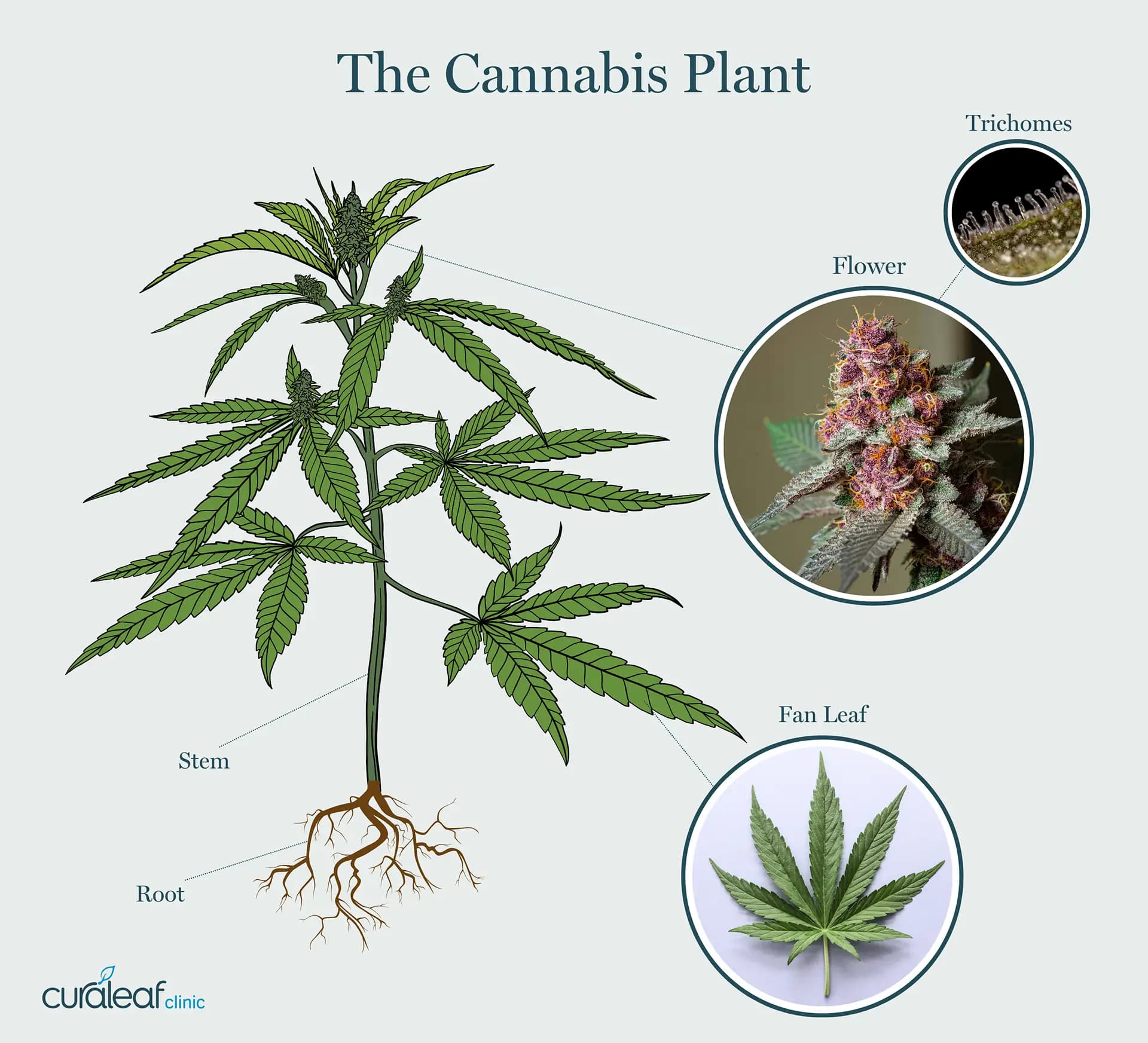 Bluetenbande – Cannabis Social Club mit Zukunft