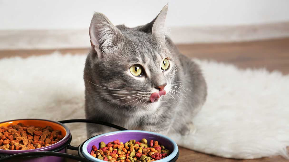 nacho cat food reviews