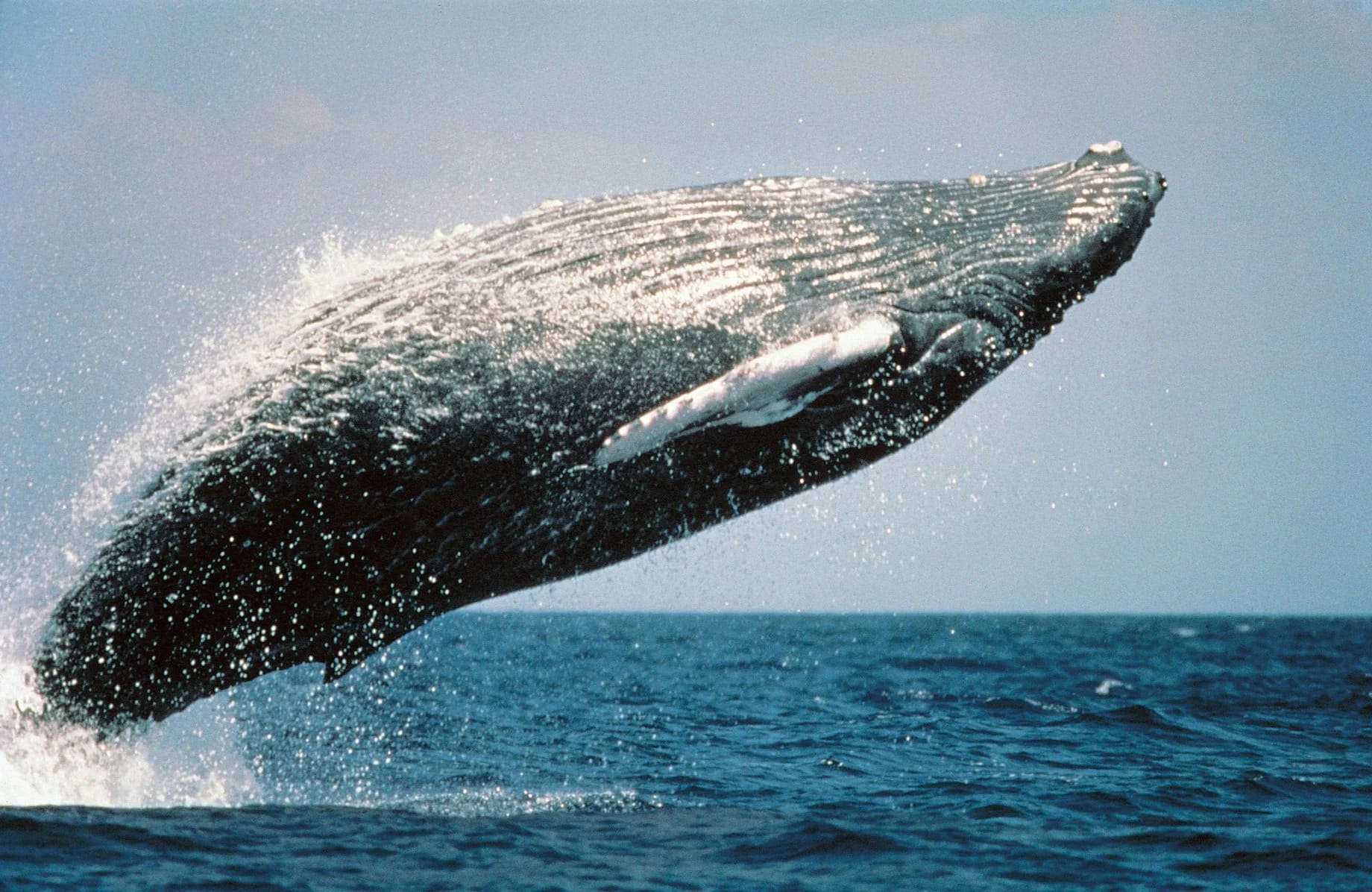 Law Beyond Borders: A-LAW and marianthi baklava Protecting Whales Globally