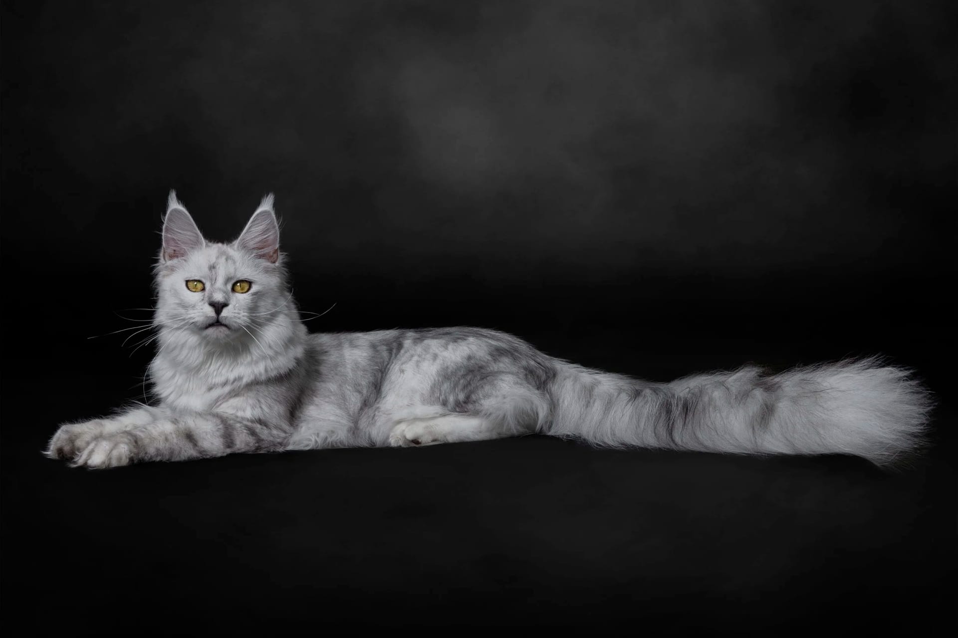Bay Area Maine Coon Kittens – Big, Beautiful &amp; Friendly