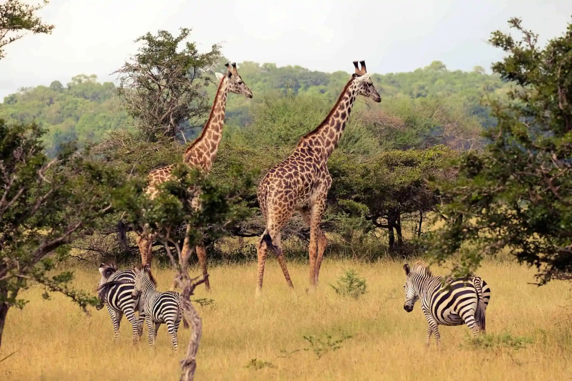 Nyerere National Park Tanzania Safari: Best Times to Visit