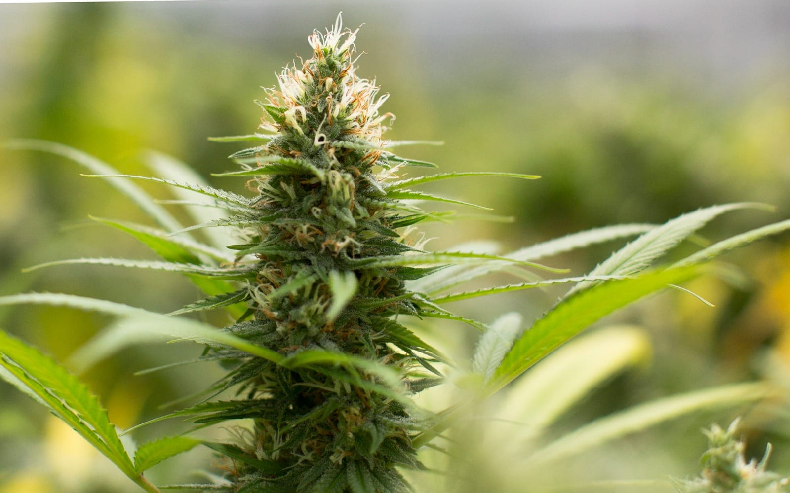 Weed Madrid – Quality Weed Madrid with Clubs Cannabis Madrid