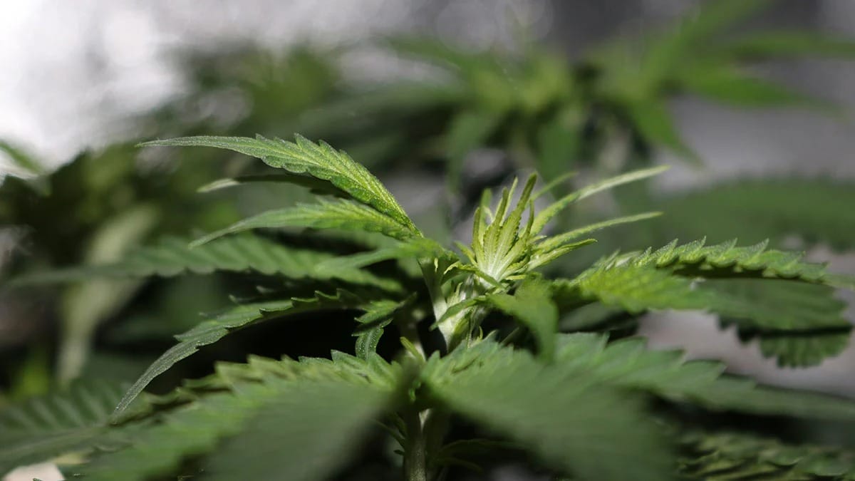 Black Truffle Strain Luxury Bud at Bud Cargo – Premium Quality Every Time
