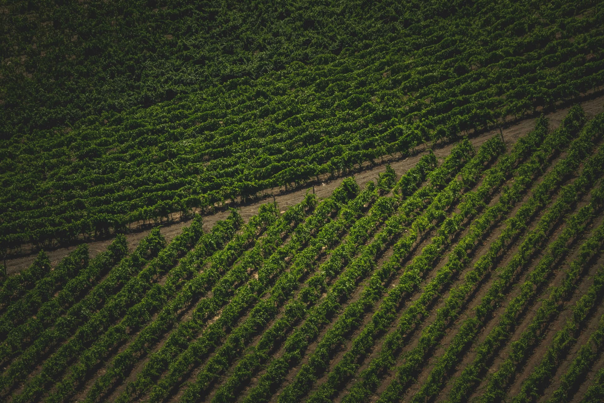 Your Guide to Choosing the Right Winery Sacramento Experience