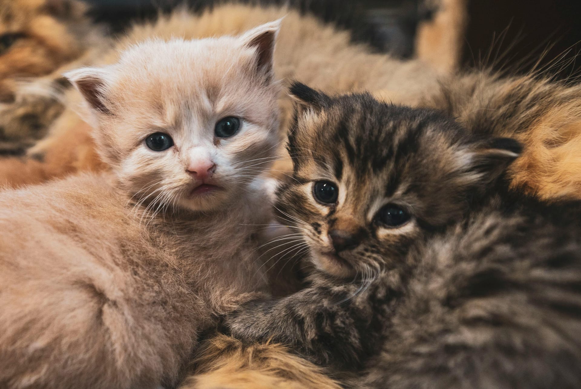 Beautiful Maine Coon Kittens for Sale Sacramento and Northern California