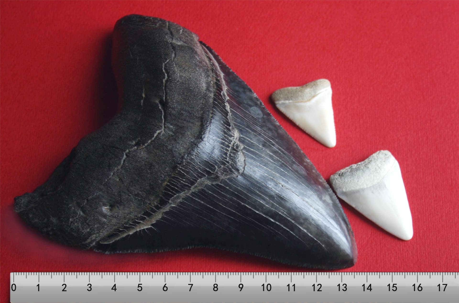 TOP TIPS FOR CARING FOR YOUR AUTHENTIC MEGALODON TEETH