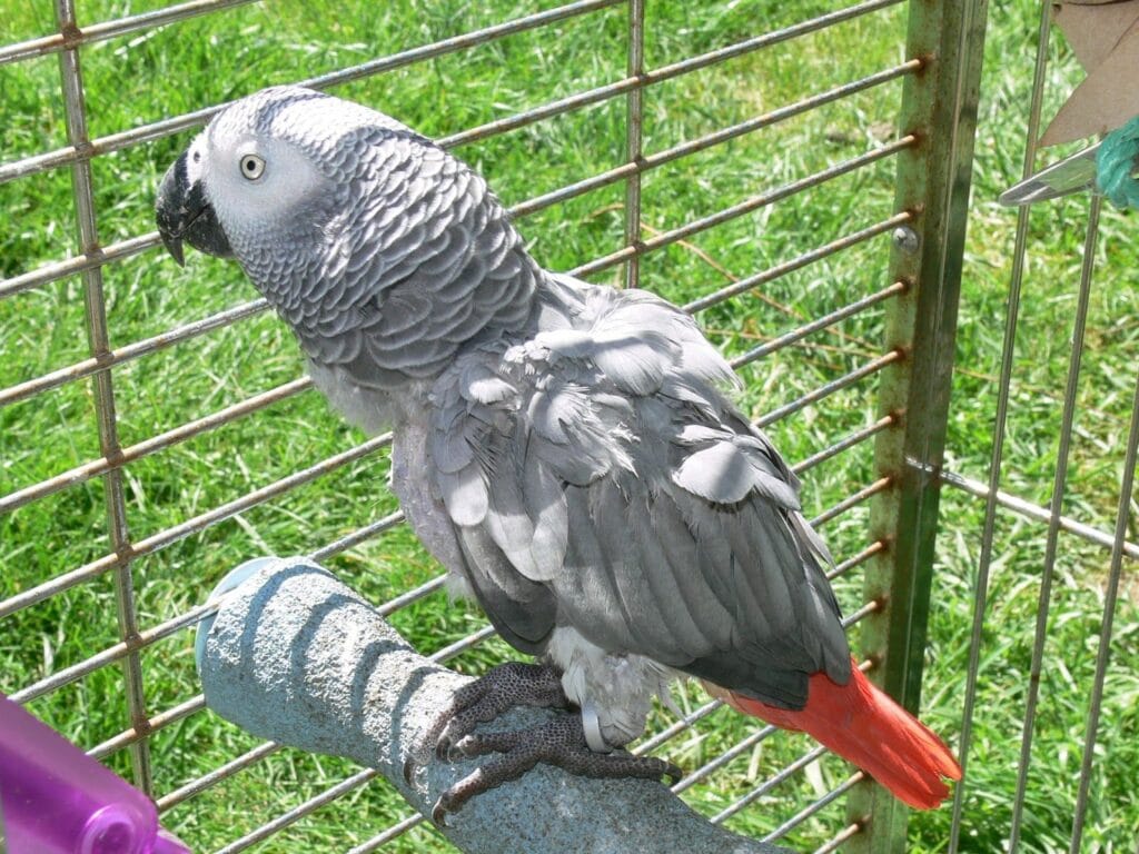 Parrot Breeder – Top Quality Birds Amazing Birds Farm