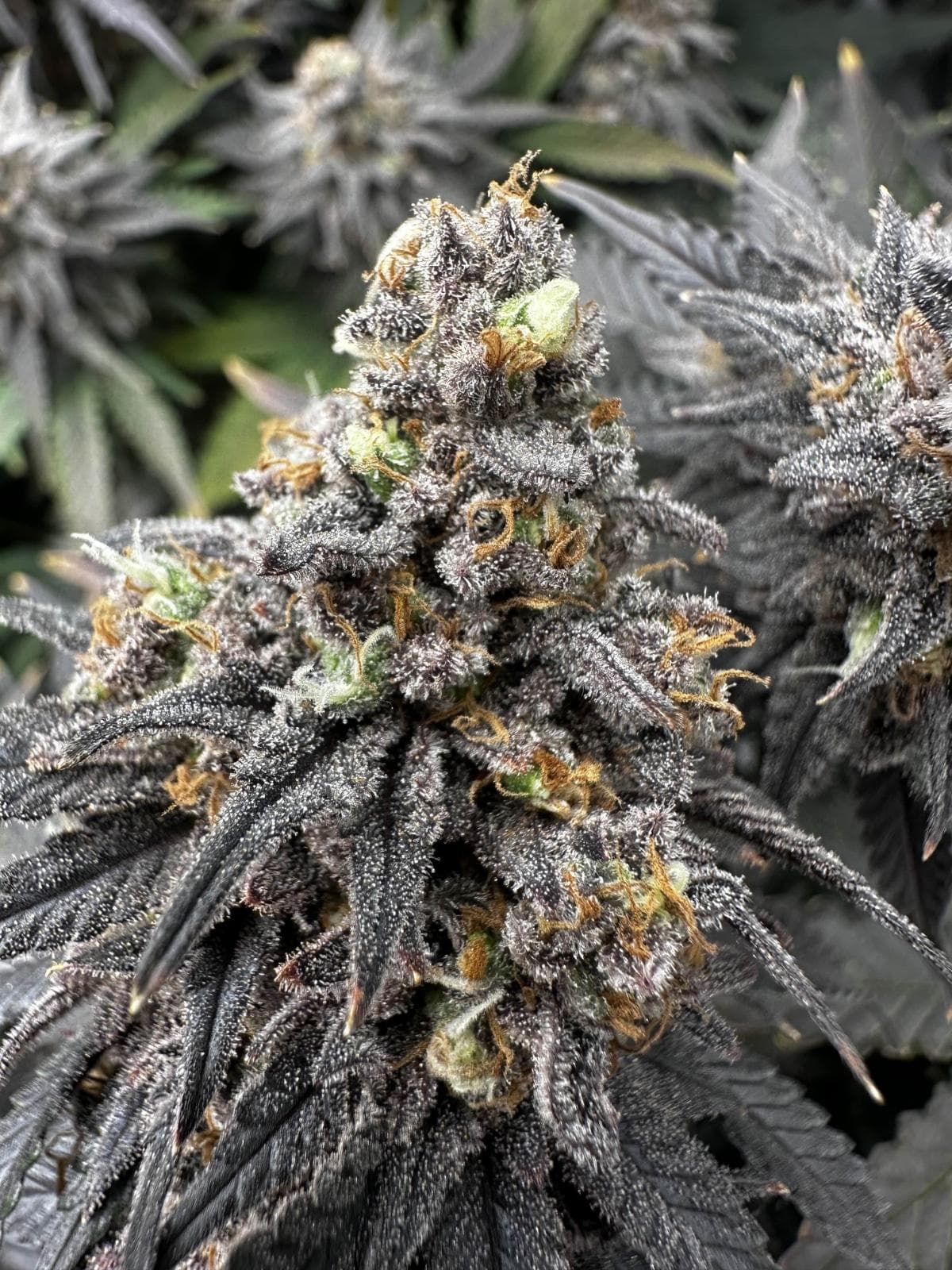 CSC Hamburg – Dein Cannabis Social Club