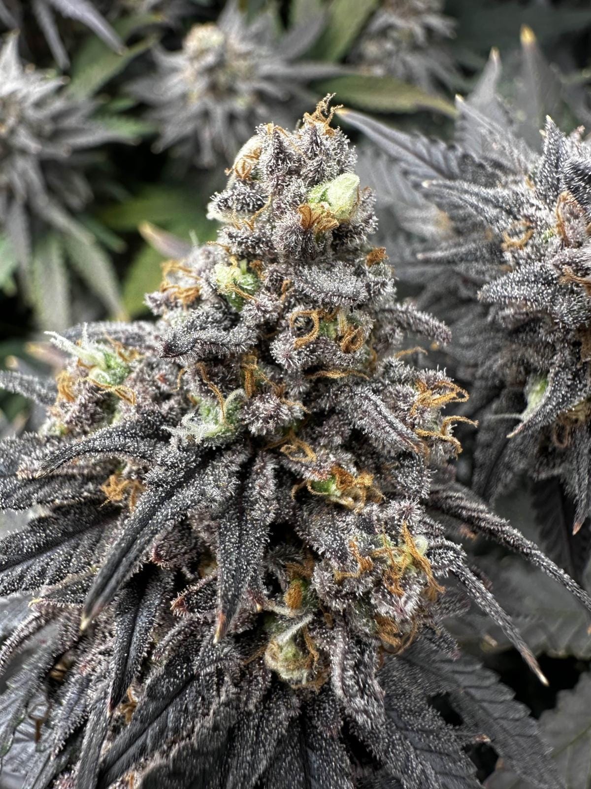 CSC Hamburg – Dein Cannabis Social Club