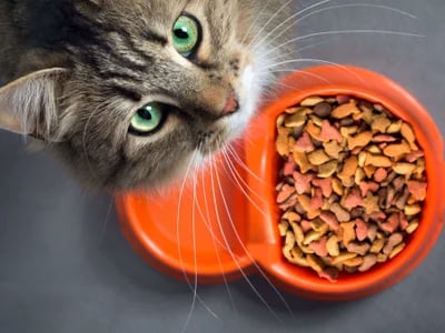 Nacho Cat Food Reviews: How It Compares to Other Premium Cat Foods
