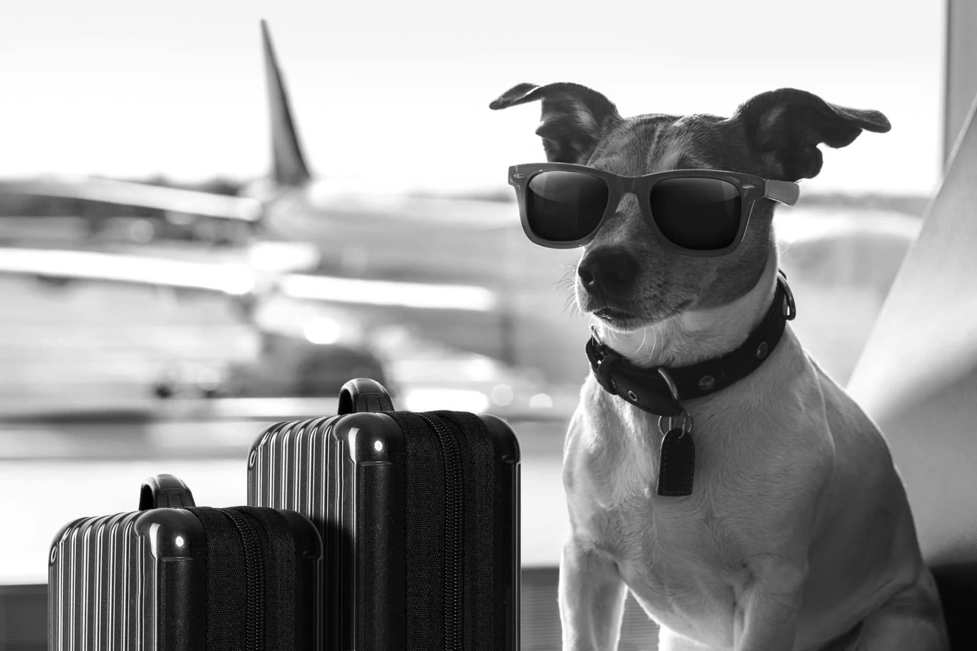 Secure Your AHC Quickly with Vet Home Certs