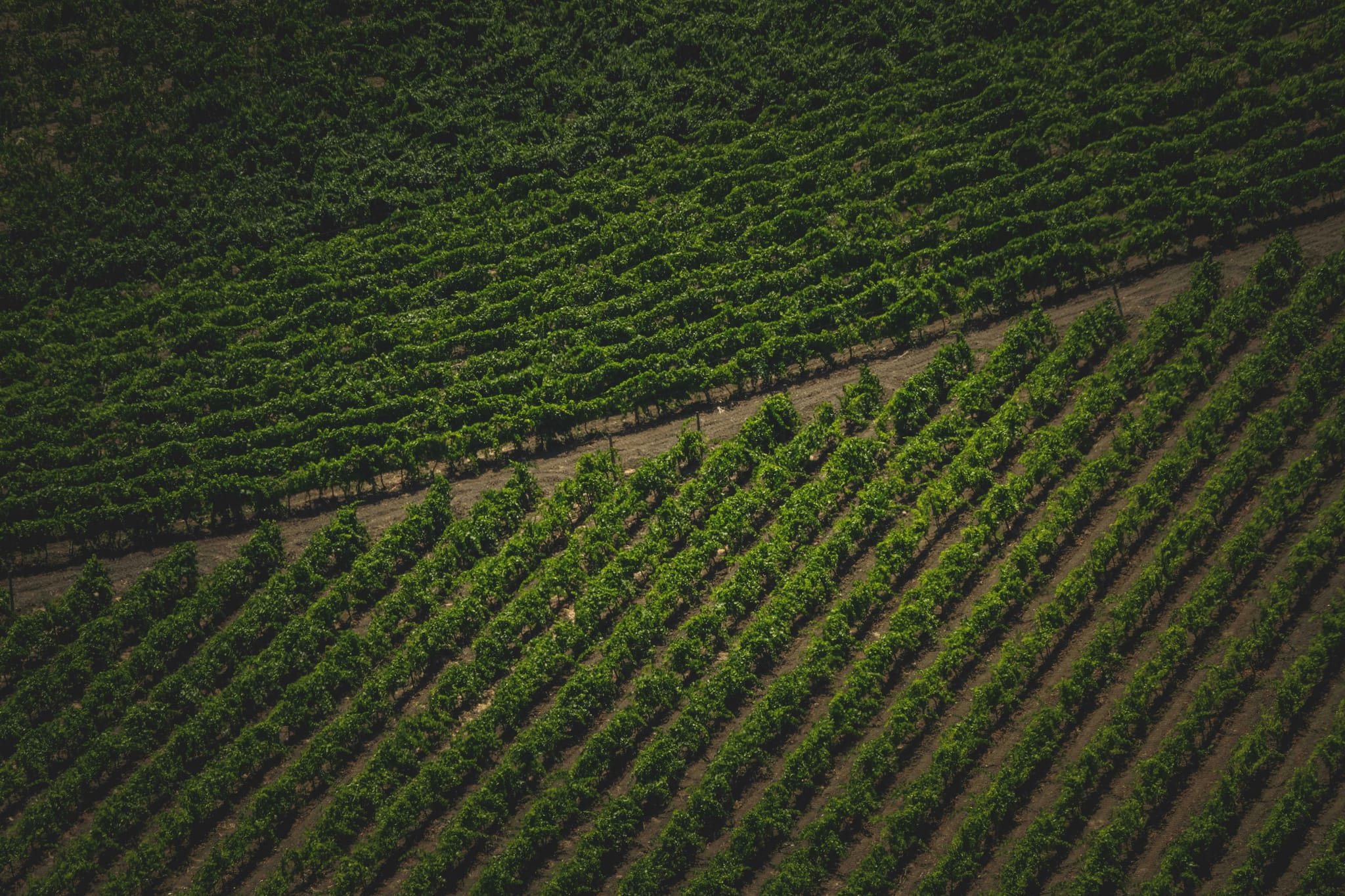 Your Guide to Choosing the Right Winery Sacramento Experience