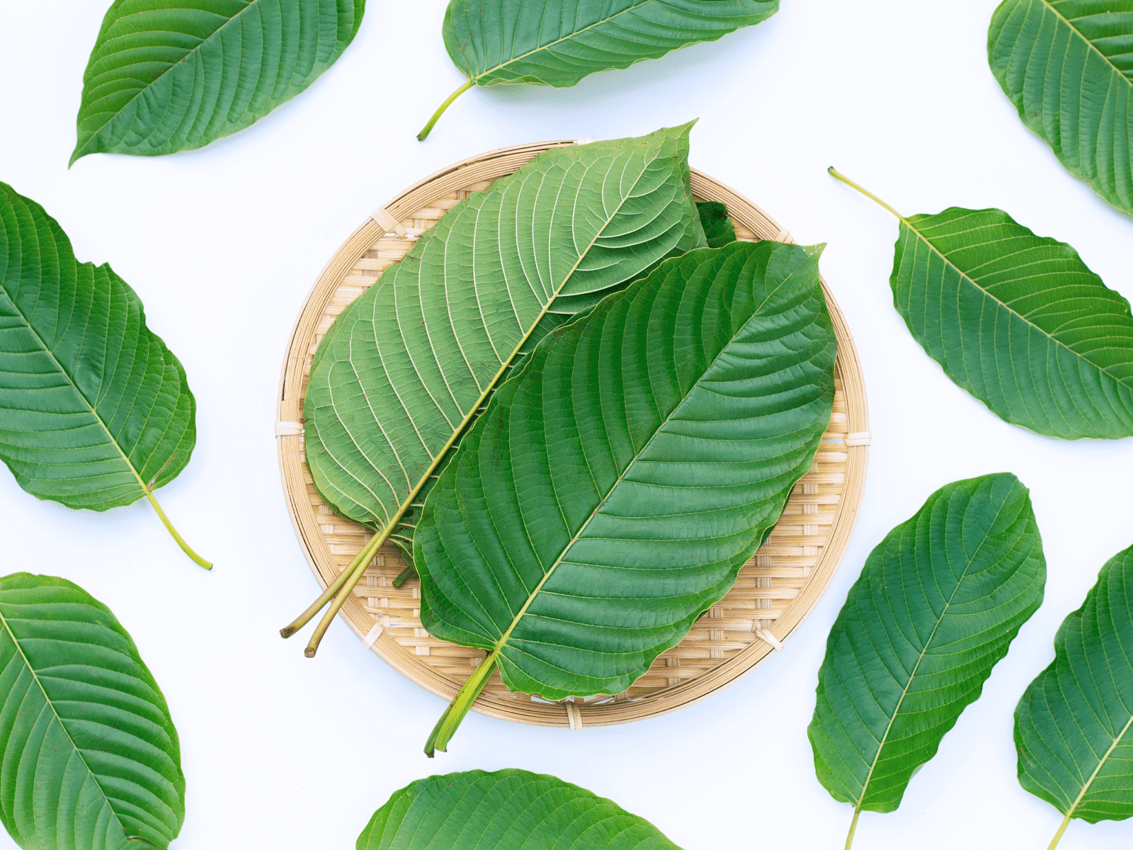 Tourists’ Favorite: Best Kratom Tea in Chiang Mai at Popup CNX