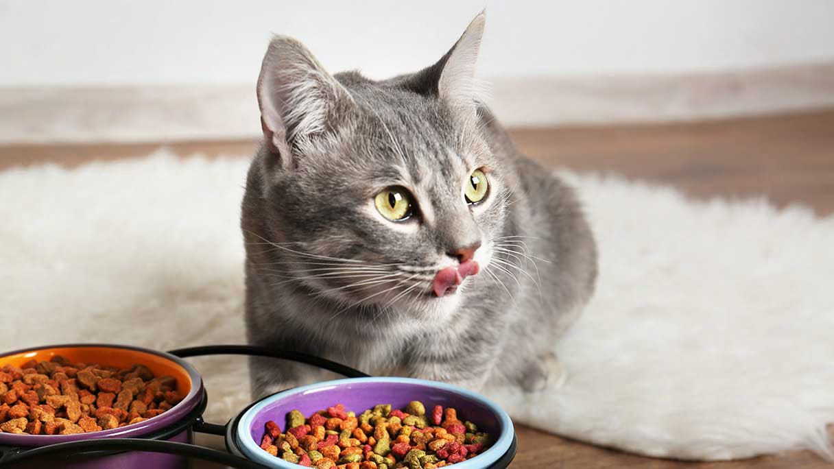 nacho cat food reviews