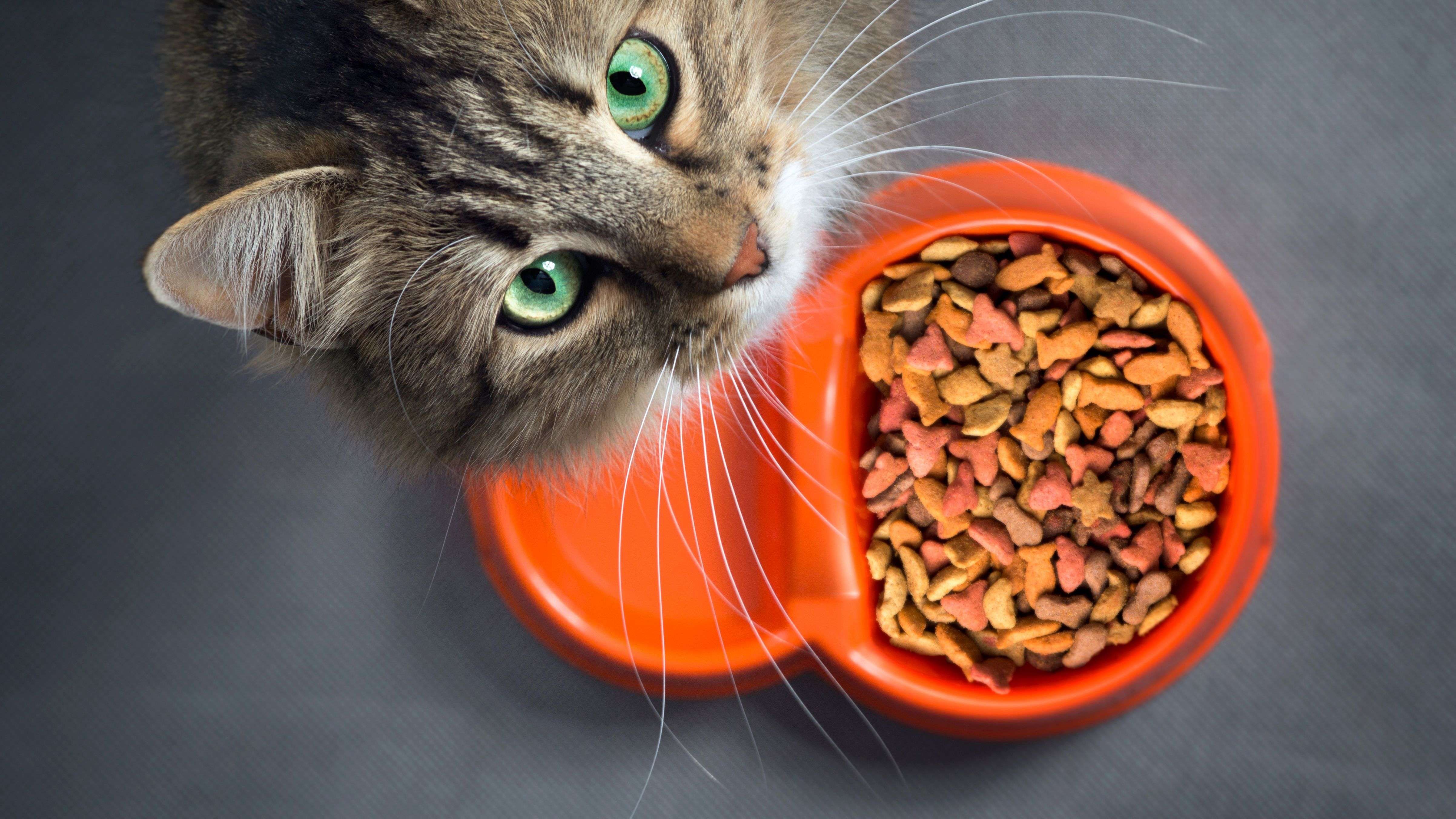 Nacho Cat Food Reviews: How It Compares to Other Premium Cat Foods